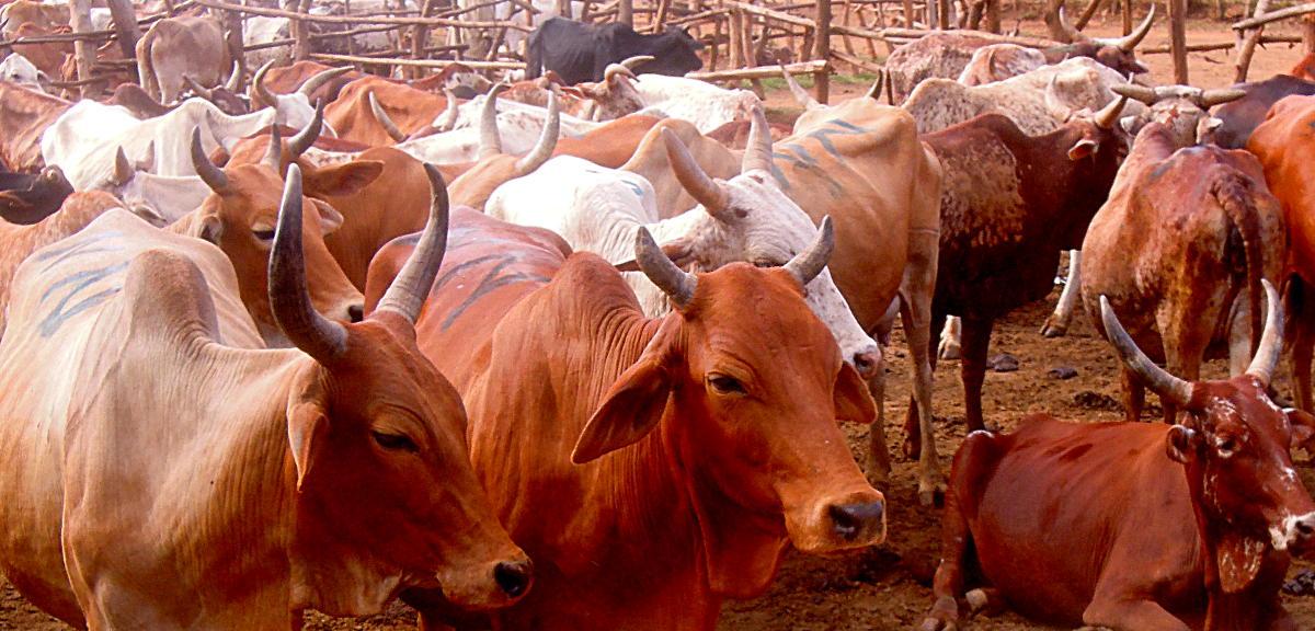 Agriculture Climate Benefit Monitoring