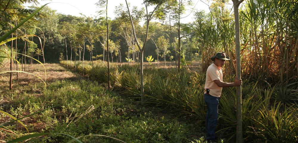 Agroforestry for the Restoration of Agroecosystems