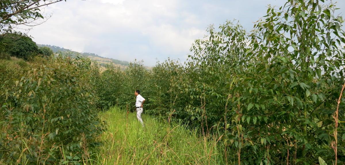 Audit Rural Carbon Project in Yunnan province