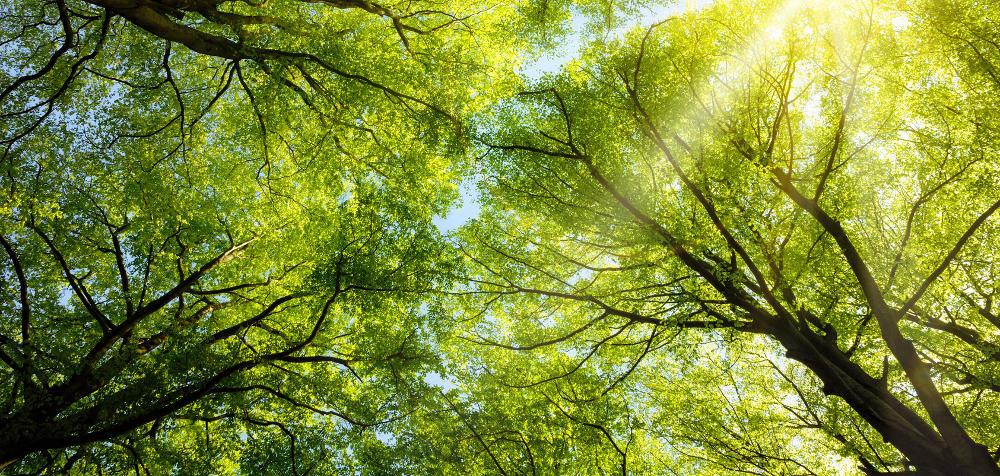Carbon monitoring tools screening for FSC certificate holders