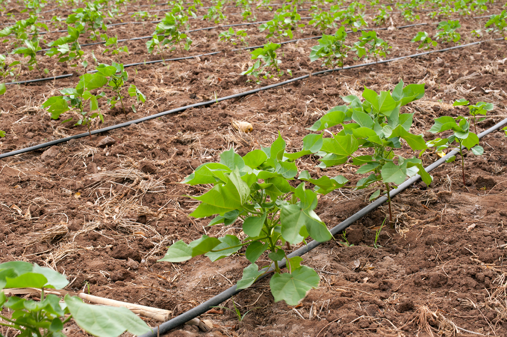 Climate Smart Agriculture Market Study
