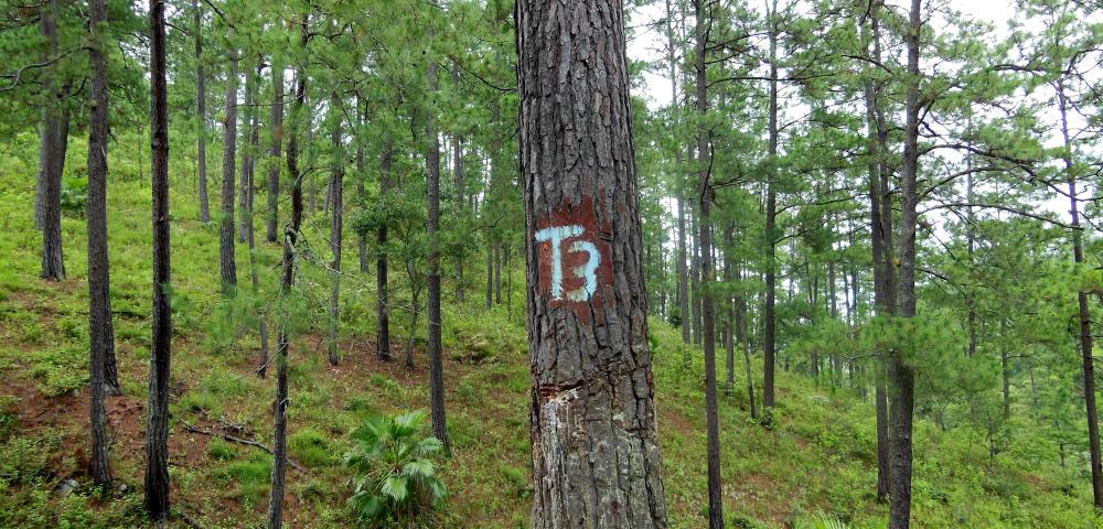 Community Forestry and Climate Change Adaptation