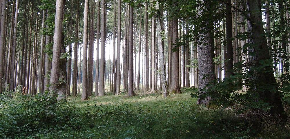 Cooperative Management of Forests