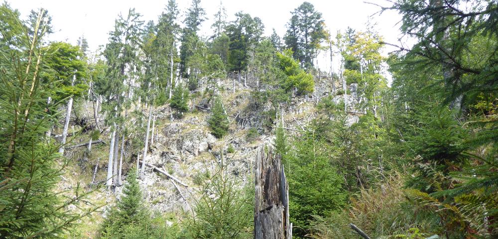 Ecological Inventory in a Protected Forest in the Black Forest