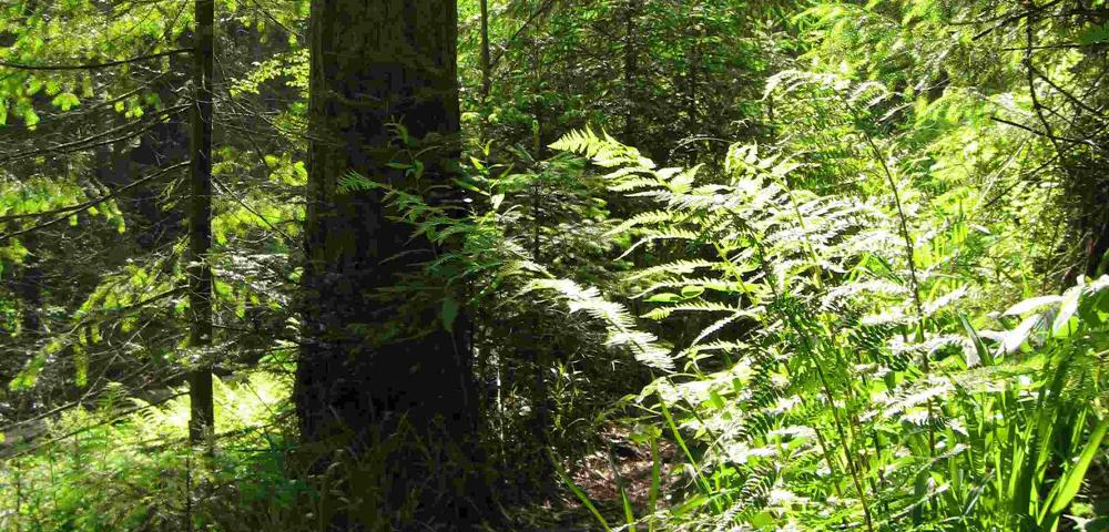 Ecological Services of the Municipal Forest of Riegel
