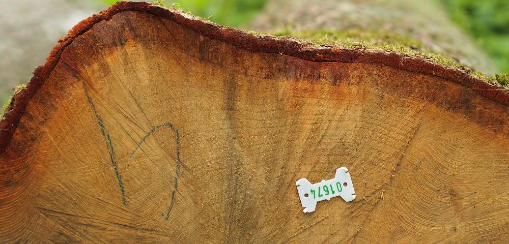Enhancement of Marketing Processes for Forestry Associations