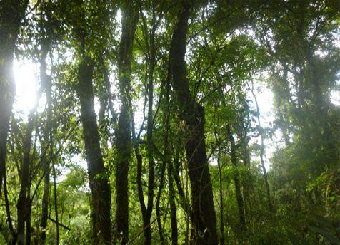 Forest Management Plan for Campos Morombi