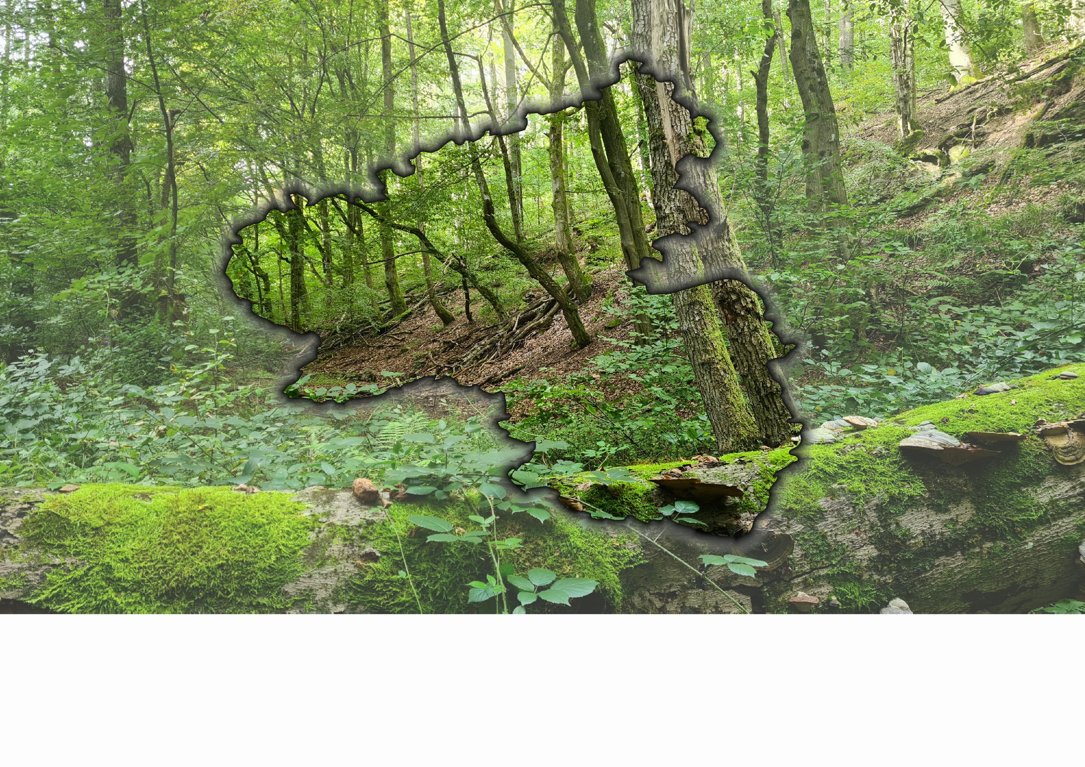 Forest Report for the Rhineland-Palatinate Region