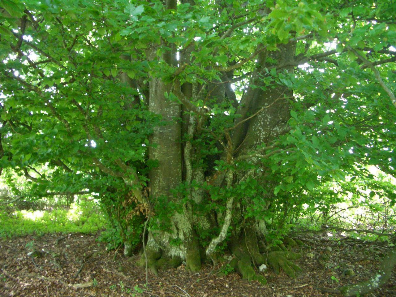 Forest Structure Mapping in the Swabian Alb