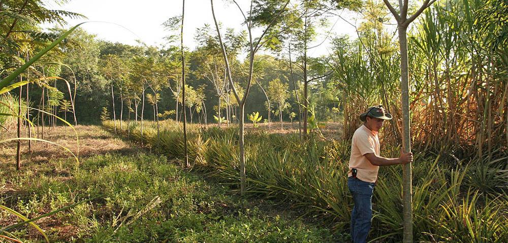 Global Assistance Initiative on Forest Governance