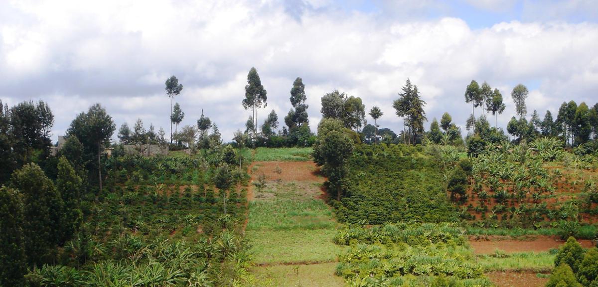 Gold Standard Land Use & Forests Development Support