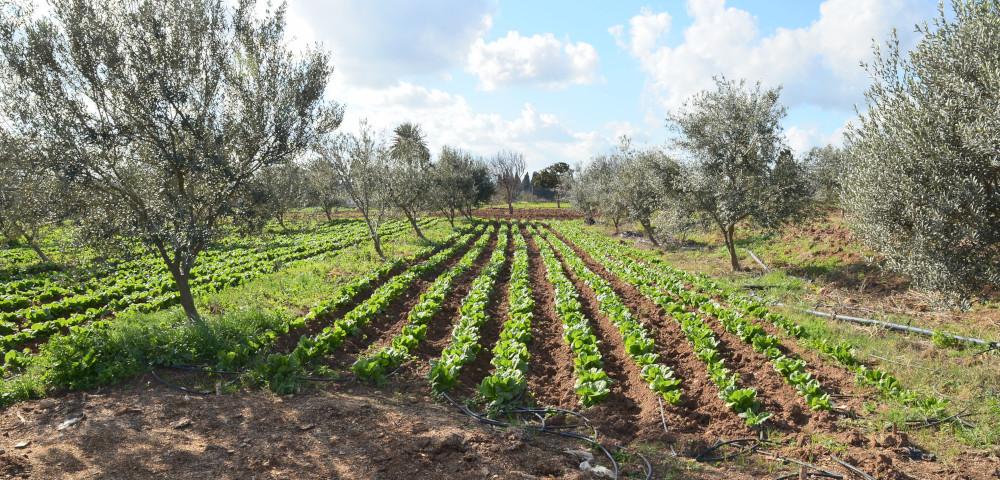 Good Agricultural Practice Training