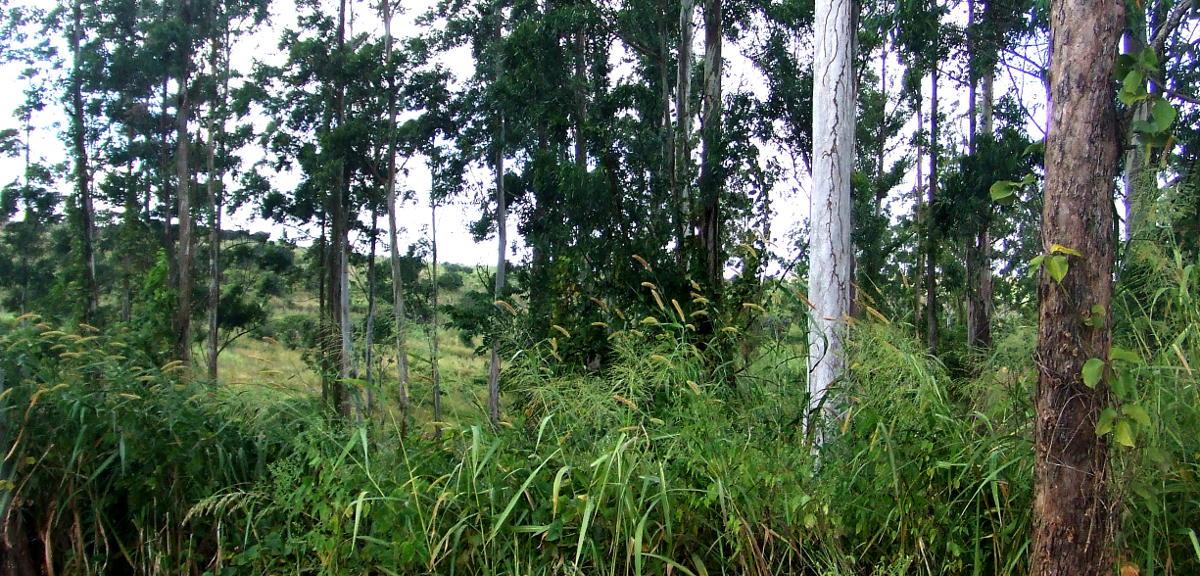 Inventory of Eucalyptus Plantation