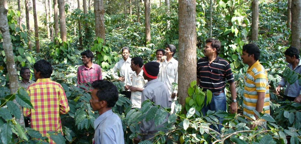 Livelihood Carbon Project Development