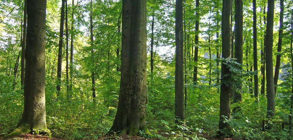 Management Planning of Corporate Forests