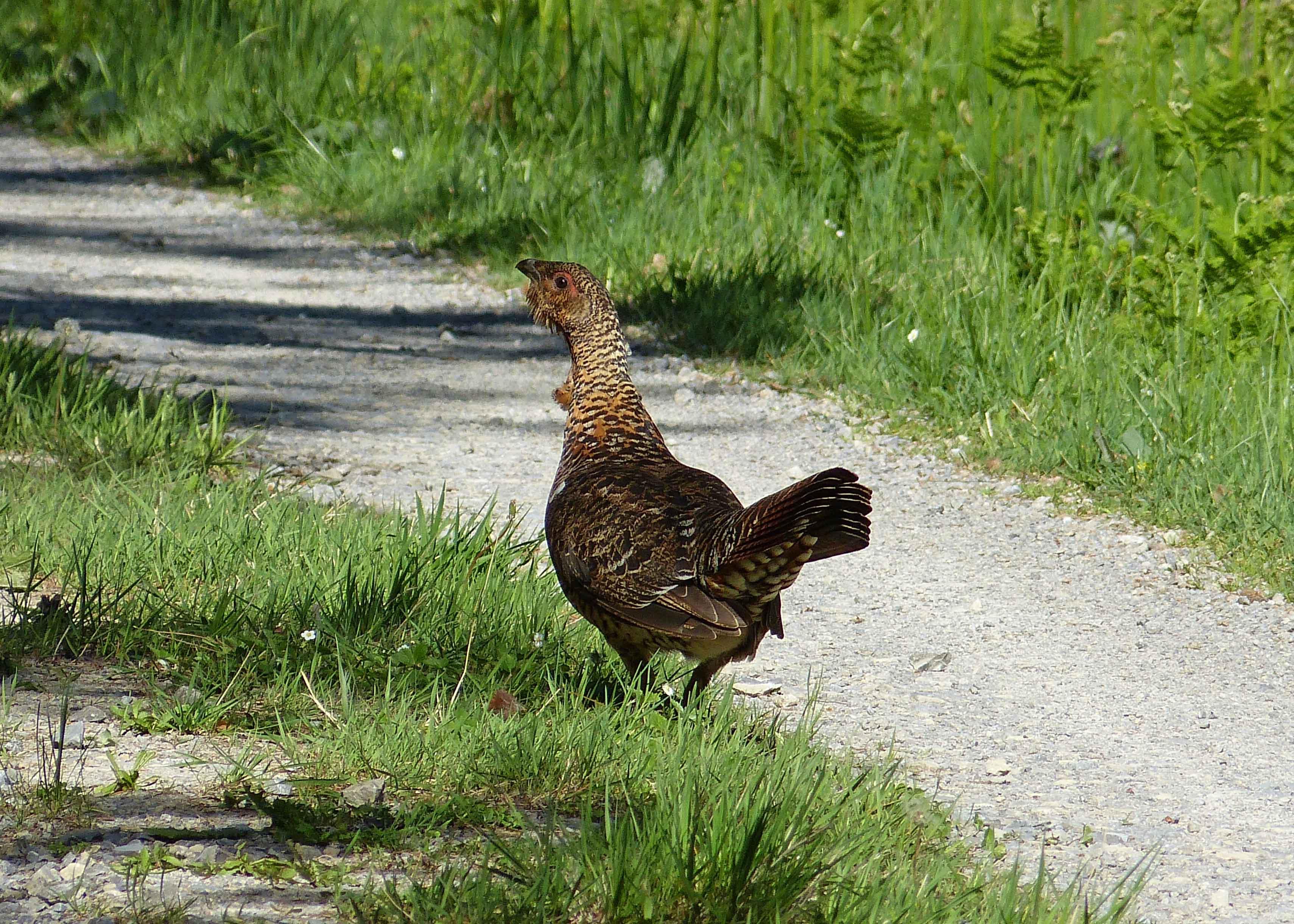 Mapping Birds Species of the Black Forest