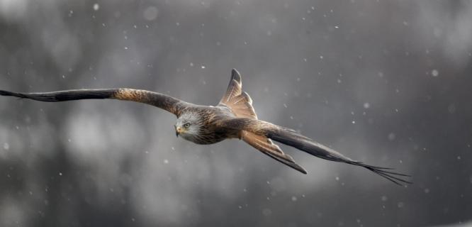 Mapping of Red and Black Kite