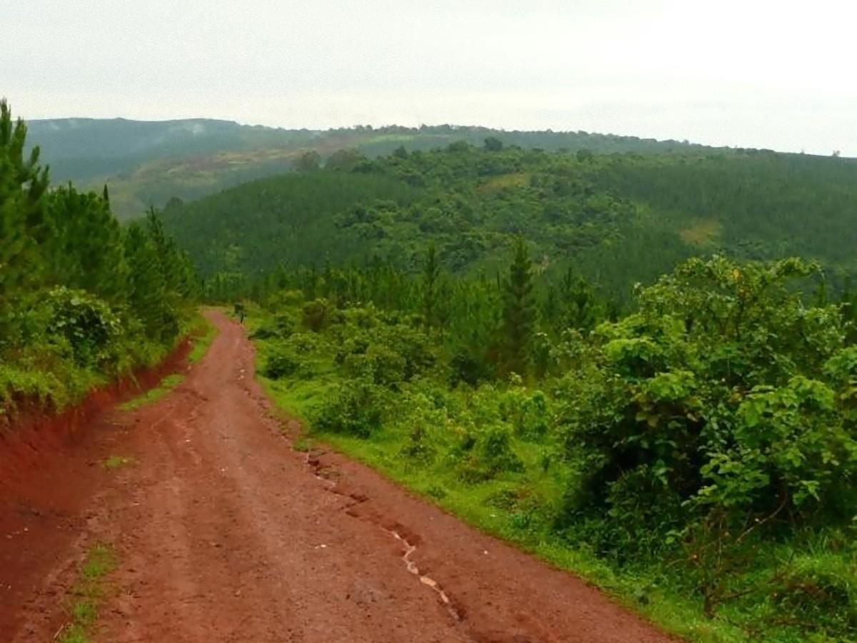 Monitoring and Verification of the Nile Basin Reforestation