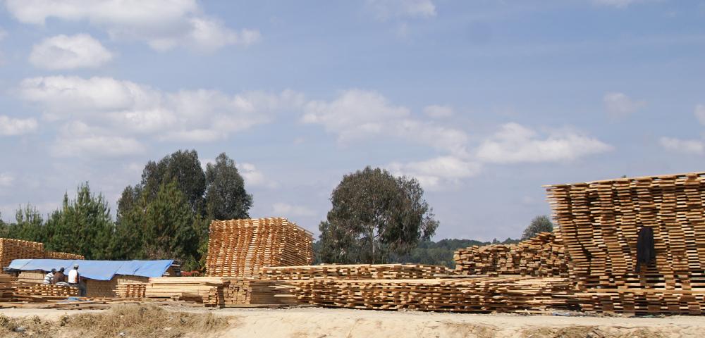 Rebuilding Forestry Program Around New Country Strategy