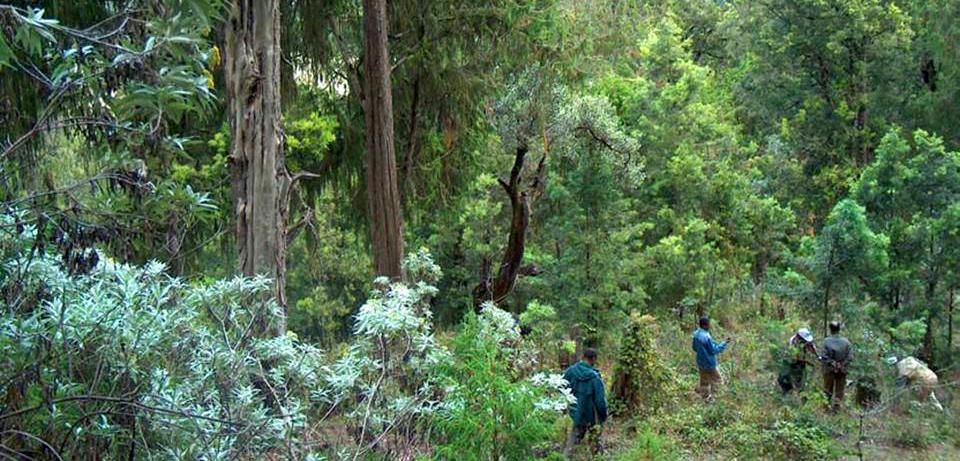 REDD project design documentation for the Bale Mountains eco-region