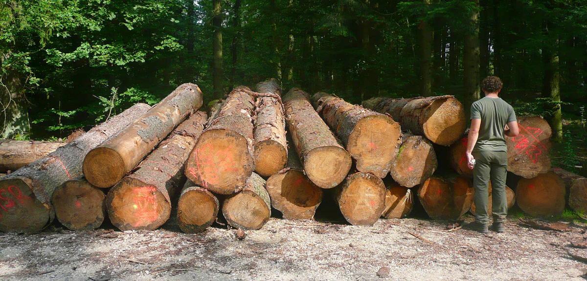 Self-Contained Marketing of Timber in the Palatinate Region