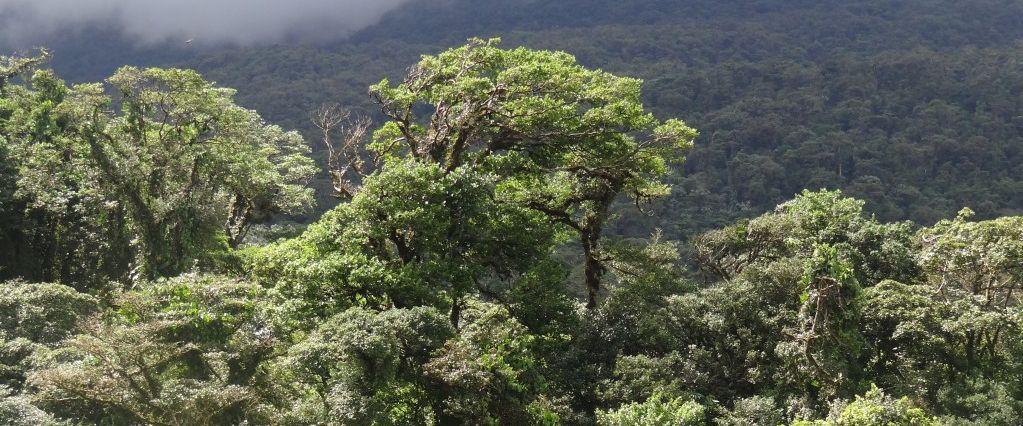 Selva Maya Natural Resources Protection Project