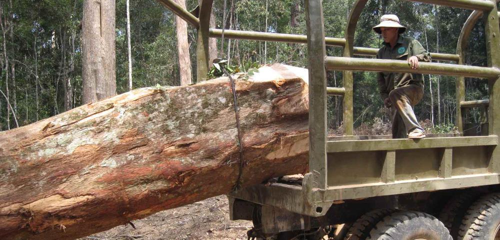 Sustainable Forest Management and FSC Certification