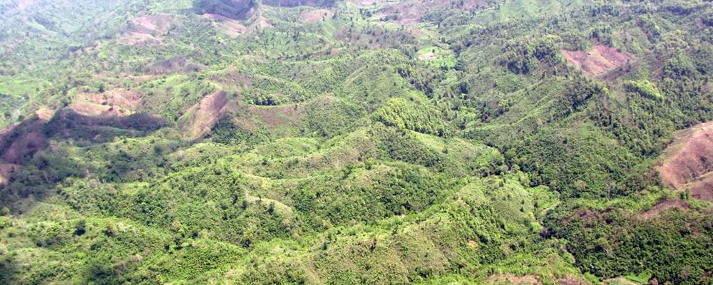 Sustainable Forest Management in Anhui Province