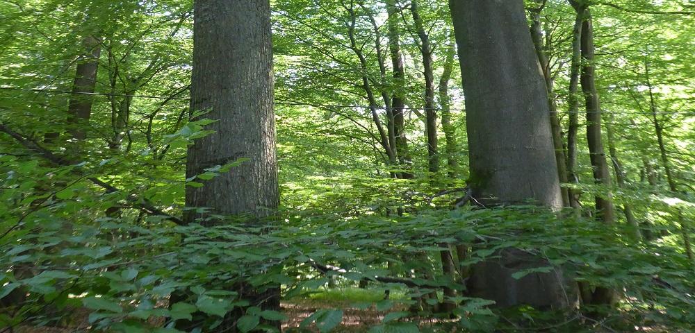 Traben-Trarbach Burial Forest
