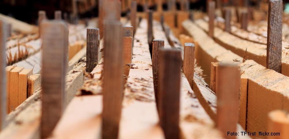 What We Wood Believe? Forestry Towards a Sustainable Society